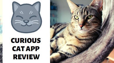 curious cat review